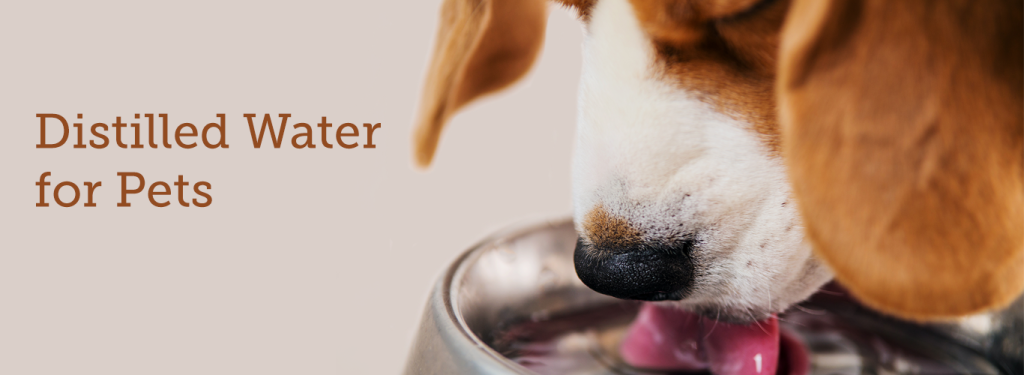 آب مقطر برای سگ ها، گربه ها، پرندگان و سایر حیوانات خانگی